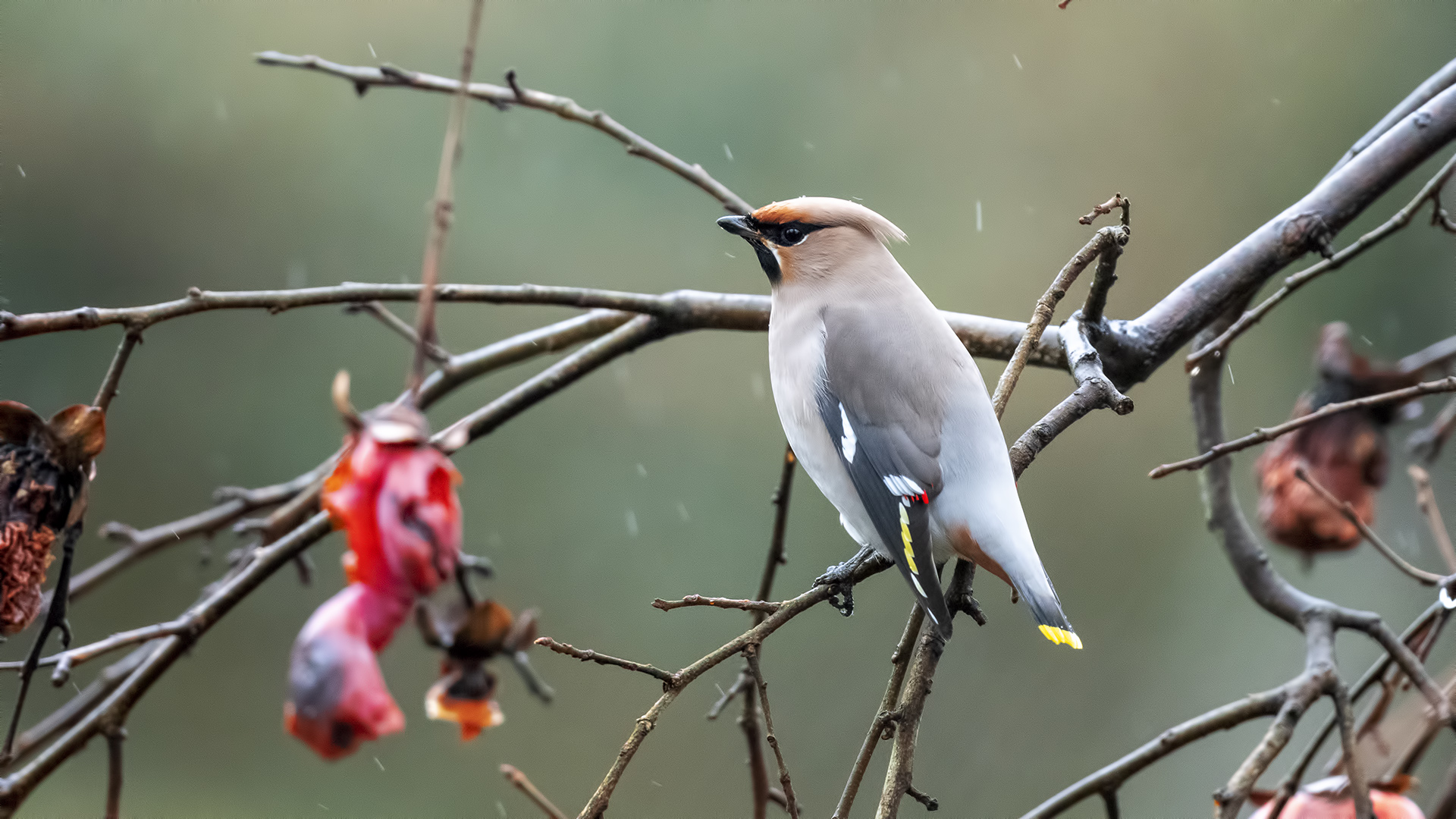 Bohemian Waxwing